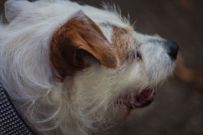 Close-up of dog