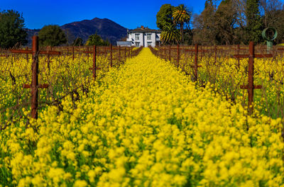 Scenic view of oilseed rape field