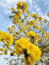 Close-up of yellow flowering plant against sky