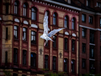 Low angle view of seagull against building