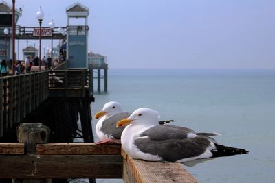 Seagull perching on sea