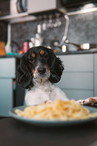Close-up of dog sitting on table