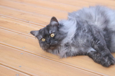 High angle portrait of a cat