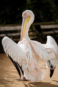 Close-up of pelican perching