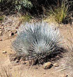 High angle view of bird on field