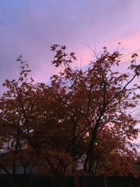 Silhouette trees against sky during sunset