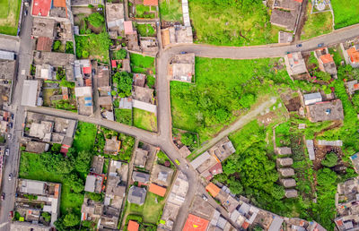 Aerial view of trees