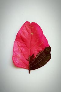 Close-up of red leaf on white background