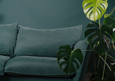 Modern scandinavian couch with plant near. urban jungle. high quality photo