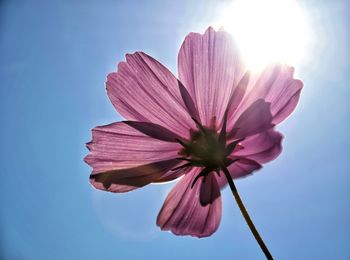 Low angle view of pink cosmos flower against clear sky