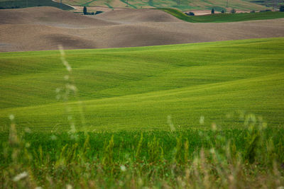 Scenic view of rural landscape