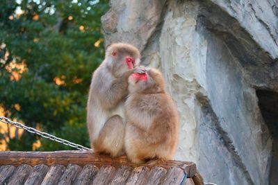 View of two cats sitting on stone wall