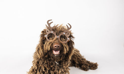Cheerful dog with curly hair and christmas glasses on white background