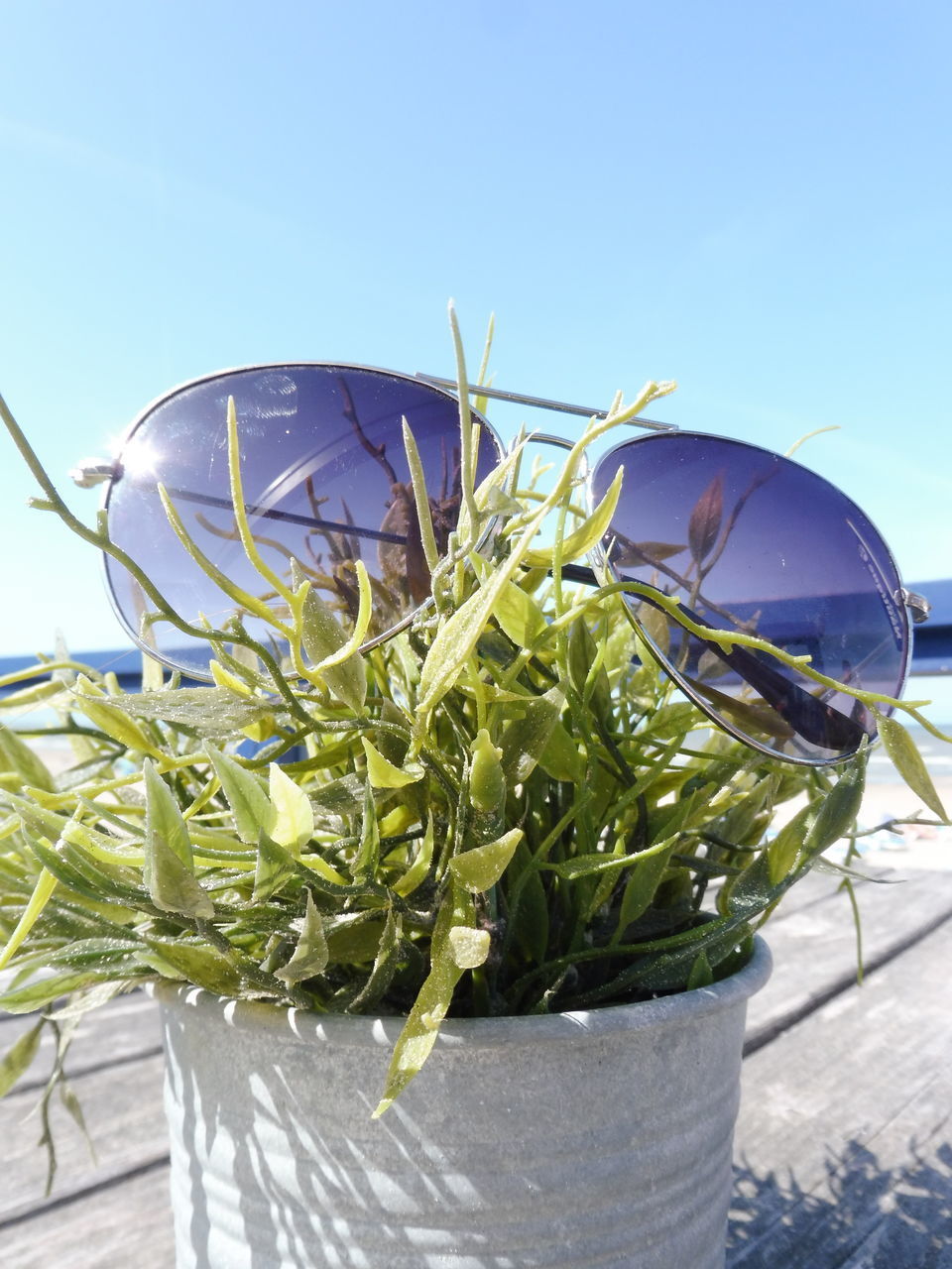 CLOSE-UP OF PLANT AGAINST CLEAR BLUE SKY