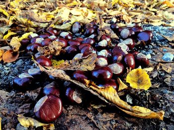 Close-up of leaves on field