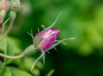 Close-up of pink flowering plant