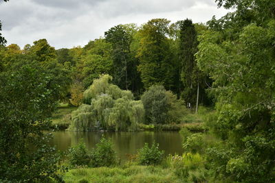 Scenic view of lake against trees in forest