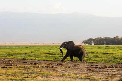 Elephants drinking water