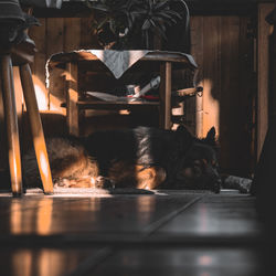 Cat sleeping on table