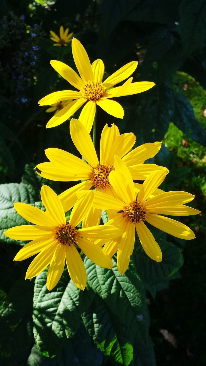 CLOSE-UP OF YELLOW FLOWERING PLANTS