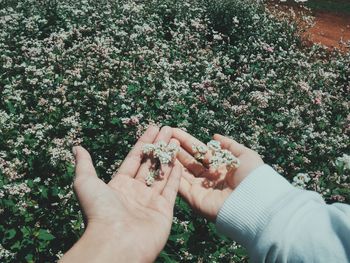 Low section of people holding flowering plants