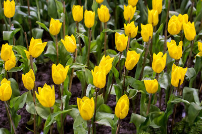 Close-up of yellow flowering plants