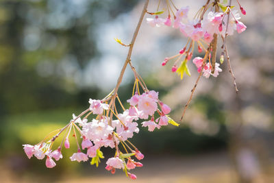 Close-up of pink cherry blossoms in spring