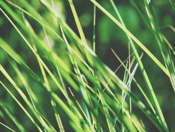 Close-up of grass growing on field