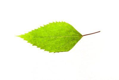 Close-up of leaf against white background