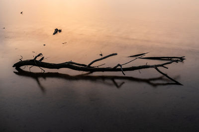 High angle view of driftwood on lake against sky during sunset