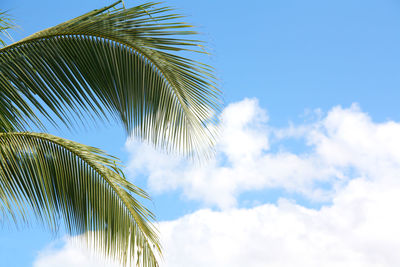 Low angle view of palm tree against sky