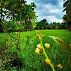 grass