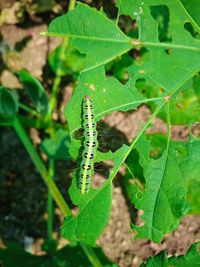 Close-up of insect on plant