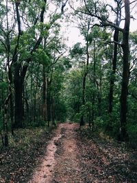 Trees in forest