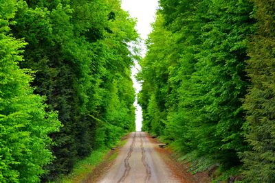 Road passing through forest