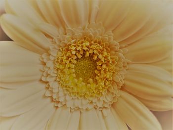 Extreme close-up of flower pollen