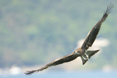 Low angle view of eagle flying