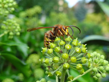 Close-up of bee on flower