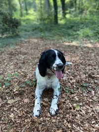 Portrait of dog in forest