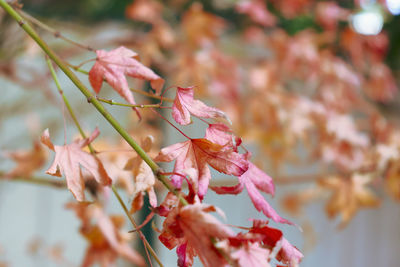 Branch of maple tree in autumn