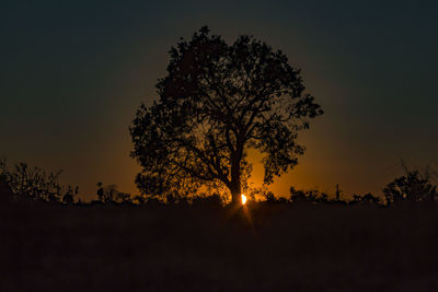 Silhouette tree against clear sky at sunset