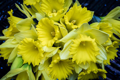 Close-up of yellow flower