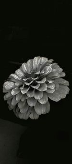 Close-up of flowers over black background