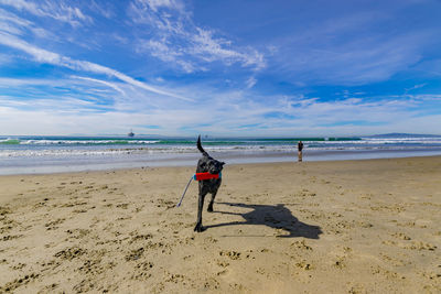 Dog on beach against blue sky