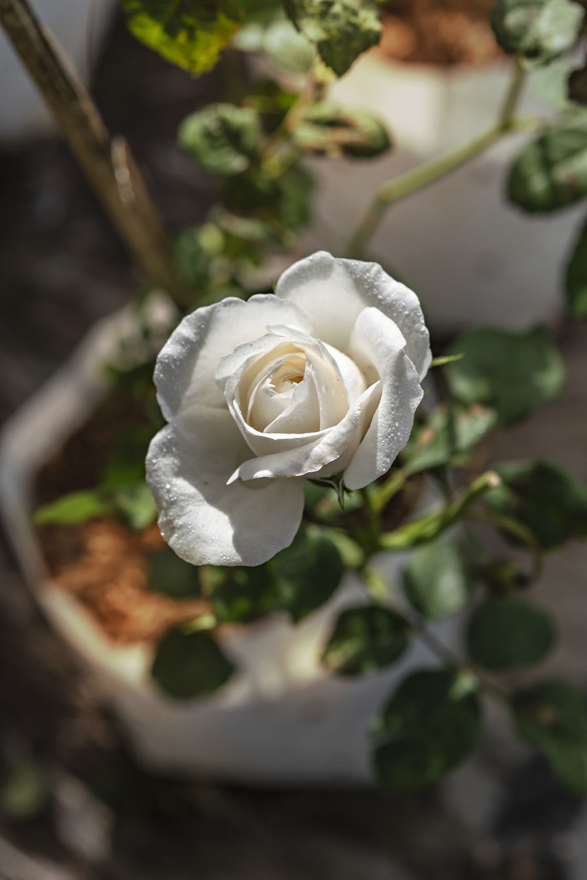 plant, flower, flowering plant, beauty in nature, rose, nature, close-up, white, leaf, no people, freshness, plant part, green, flower head, petal, focus on foreground, outdoors, macro photography, inflorescence, fragility, growth, day, yellow, high angle view, wedding, blossom, selective focus, emotion, celebration, love, positive emotion