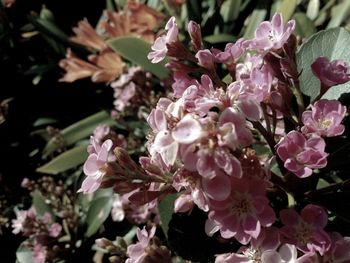 Close-up of pink flowers