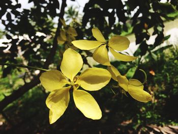 Close-up of frangipani blooming on tree