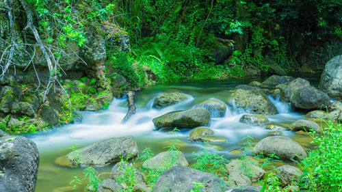 Stream flowing through rocks in forest