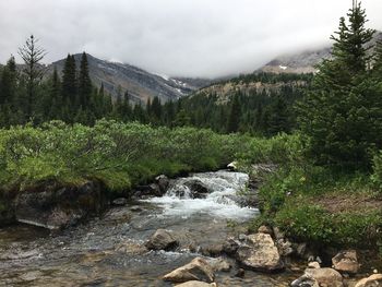 Scenic view of river in forest against sky