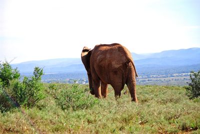 Elephant grazing on field against sky